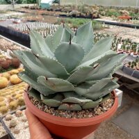 Agave parryi XL hart bis mindestens -12 °C (dw)
