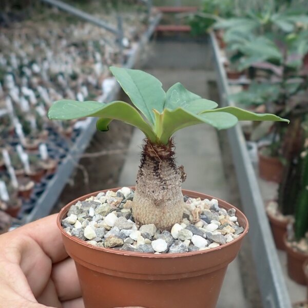 Euphorbia ramena