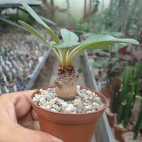 Euphorbia ramena