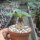 Euphorbia ramena