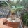Euphorbia ramena