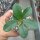 Euphorbia ramena