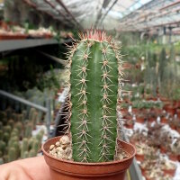 Echinocereus rischeri Niebogame, Chihuahua, Mexico