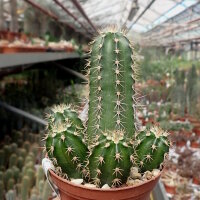 Echinocereus rischeri Niebogame, Chihuahua, Mexico