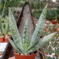 Aloe hereroensis