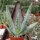 Aloe hereroensis