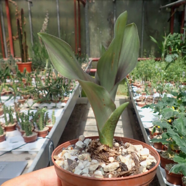 Eucomis comosa