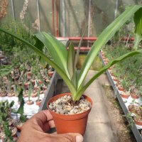 Eucomis comosa