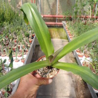 Eucomis comosa