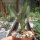 Eucomis comosa