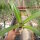 Eucomis comosa