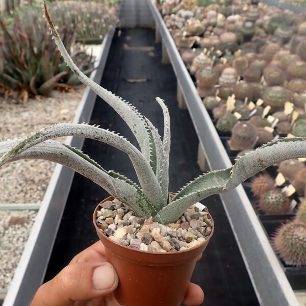 Dyckia marnier-lapostollii