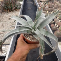 Dyckia marnier-lapostollii