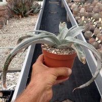 Dyckia marnier-lapostollii
