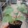 Uncarina roeoesliana-hybr.