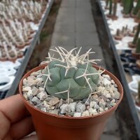 Coryphantha poselgeriana v. valida SB 288