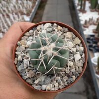 Coryphantha poselgeriana v. valida SB 288