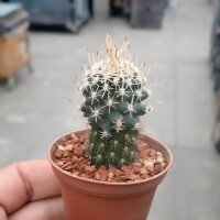 Pediocactus peeblesianus v. fickeisenii Hous Rock, AZ,...