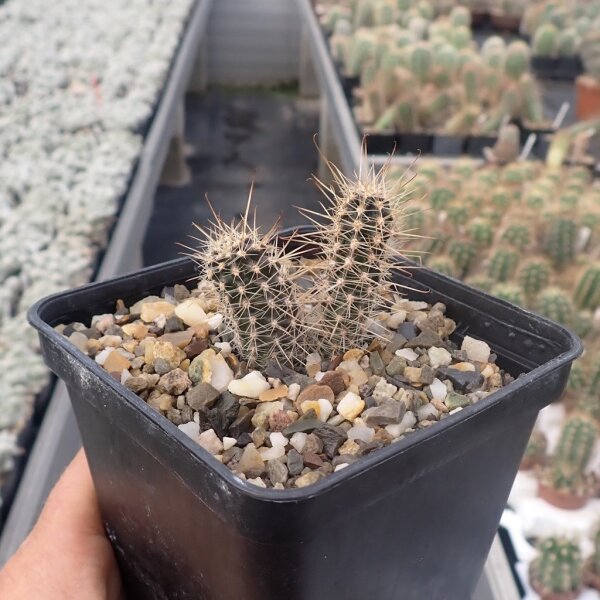 Austrocactus patagonicus (dw)