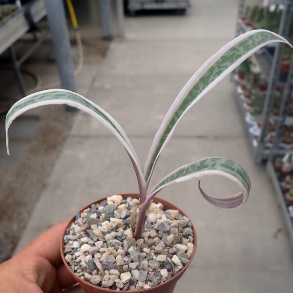 Scilla socialis cv. variegata