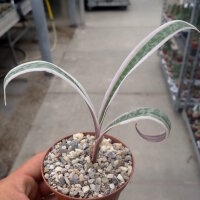 Scilla socialis cv. variegata