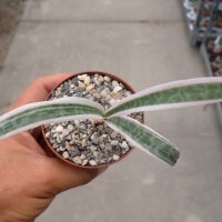 Scilla socialis cv. variegata
