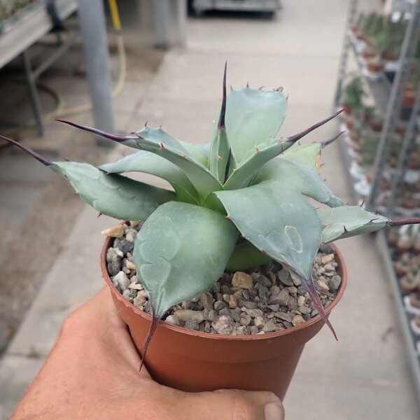 Agave applanata cv. compacta