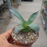 Agave applanata cv. compacta