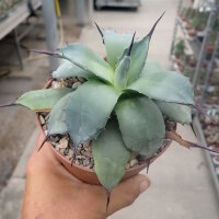 Agave applanata cv. compacta