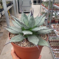 Agave applanata cv. compacta