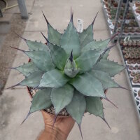Agave applanata cv. compacta