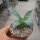 Agave applanata cv. compacta