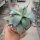 Agave applanata cv. compacta