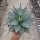 Agave applanata cv. compacta