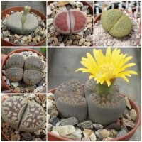 Sortiment Lithops