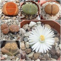 Sortiment Lithops