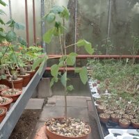 Ceiba aesculifolia ssp. parvifolia