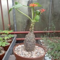 Jatropha podagrica cv Brevicrassus