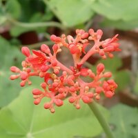 Jatropha podagrica cv Brevicrassus