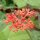 Jatropha podagrica cv Brevicrassus