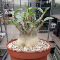 Adenium arabicum cv. Godzilla