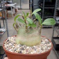 Adenium arabicum cv. Godzilla