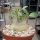 Adenium arabicum cv. Godzilla