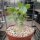 Adenium arabicum cv. Godzilla