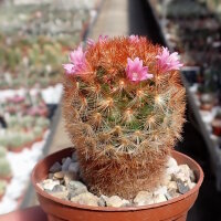 Mammillaria carmenae cv. rubrispina-roseiflora