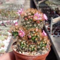Mammillaria carmenae cv. rubrispina-roseiflora