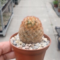 Mammillaria carmenae cv. rubrispina-roseiflora