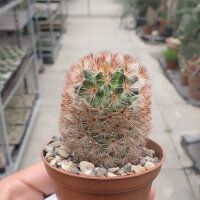 Mammillaria carmenae cv. rubrispina-roseiflora
