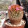 Mammillaria carmenae cv. rubrispina-roseiflora