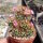 Mammillaria carmenae cv. rubrispina-roseiflora